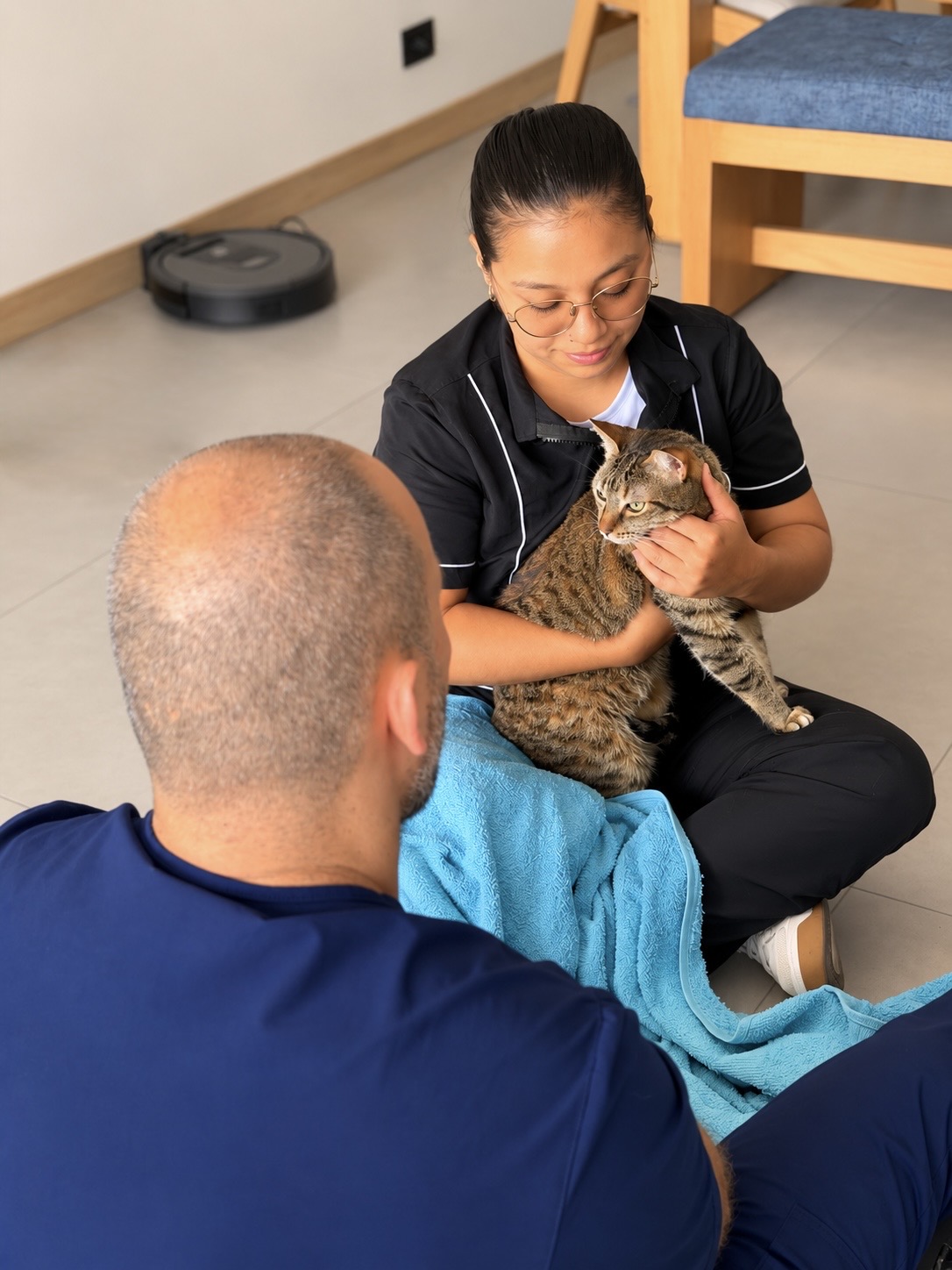 Auxiliar sosteniendo gato durante consulta